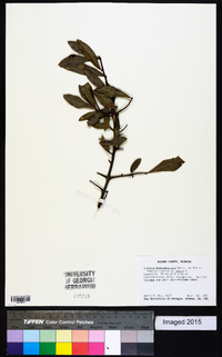 Quercus hemisphaerica image