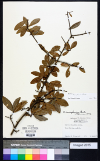Quercus hemisphaerica image