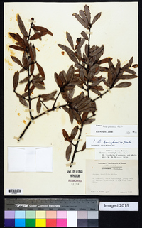 Quercus hemisphaerica image