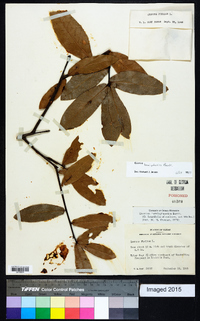 Quercus hemisphaerica image