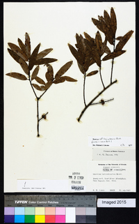 Quercus hemisphaerica image