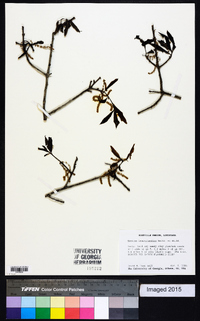 Quercus hemisphaerica image