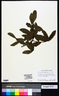 Quercus hemisphaerica image