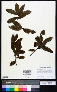 Quercus hemisphaerica image