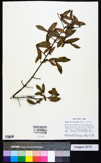 Quercus hemisphaerica image