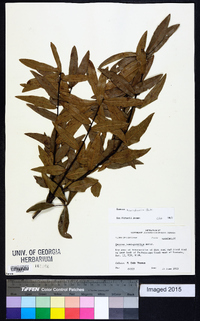 Quercus hemisphaerica image