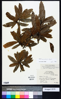 Quercus hemisphaerica image