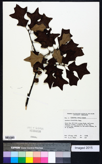 Quercus ilicifolia image