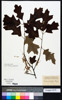 Quercus ilicifolia image