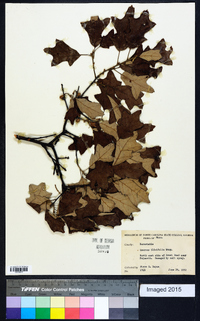 Quercus ilicifolia image