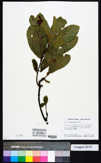 Quercus imbricaria image