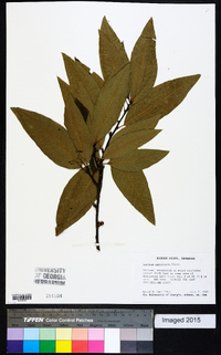 Quercus imbricaria image