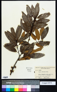 Quercus imbricaria image