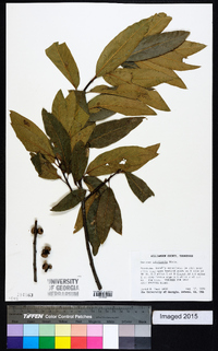 Quercus imbricaria image