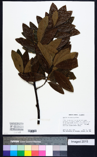 Quercus imbricaria image