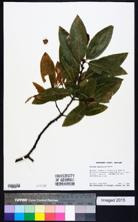 Quercus imbricaria image