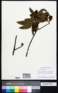 Quercus imbricaria image