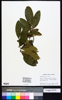 Quercus imbricaria image