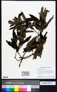 Quercus imbricaria image