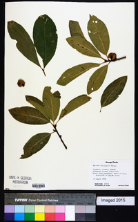 Quercus imbricaria image