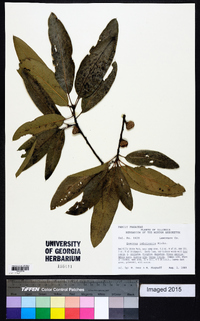 Quercus imbricaria image