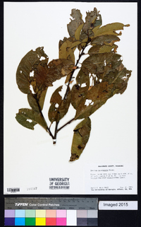 Quercus imbricaria image