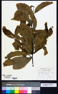 Quercus imbricaria image