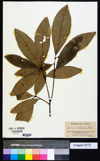 Quercus imbricaria image