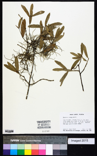 Quercus incana image