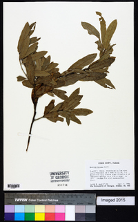 Quercus incana image