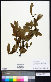 Quercus incana image