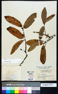 Quercus incana image