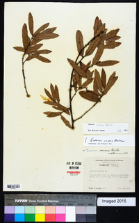 Quercus incana image