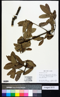 Quercus incana image