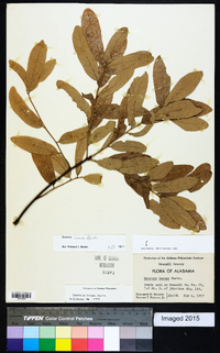 Quercus incana image