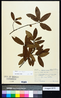 Quercus incana image