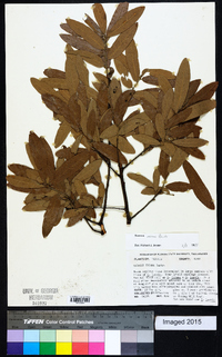 Quercus incana image