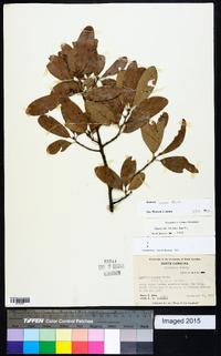 Quercus incana image