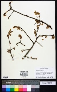 Quercus incana image