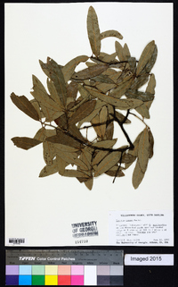 Quercus incana image