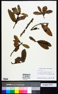 Quercus incana image