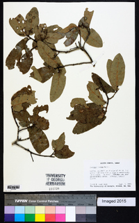 Quercus incana image