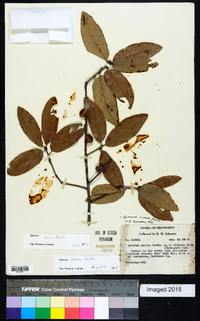 Quercus incana image