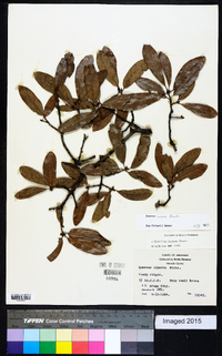 Quercus incana image