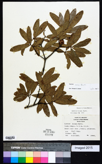 Quercus incana image