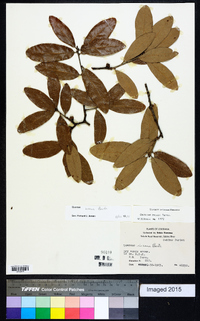 Quercus incana image