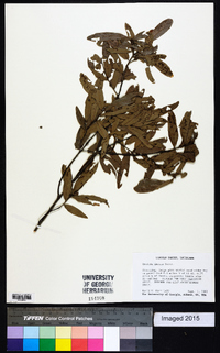 Quercus incana image