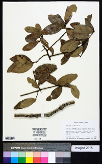 Quercus incana image