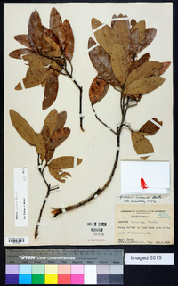 Quercus incana image