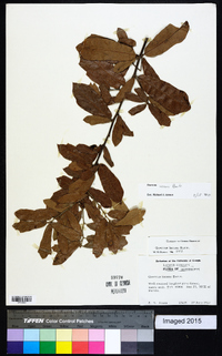 Quercus incana image